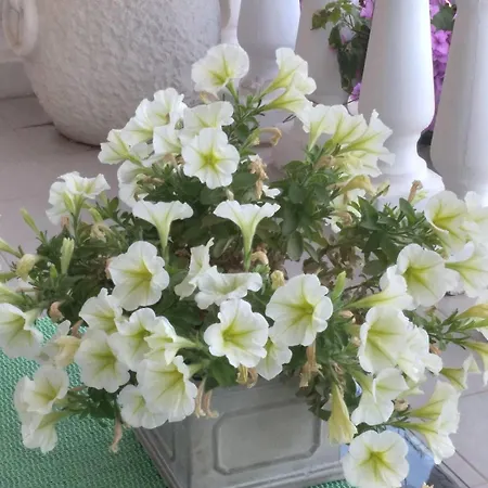 Lejlighed Panorama View Zeljko Scerbe